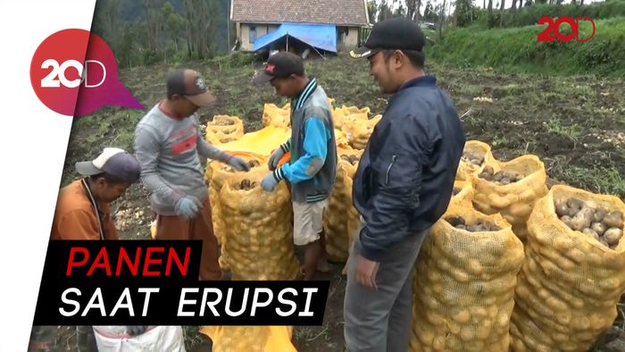 Petani Probolinggo Panen saat Gunung Bromo Erupsi