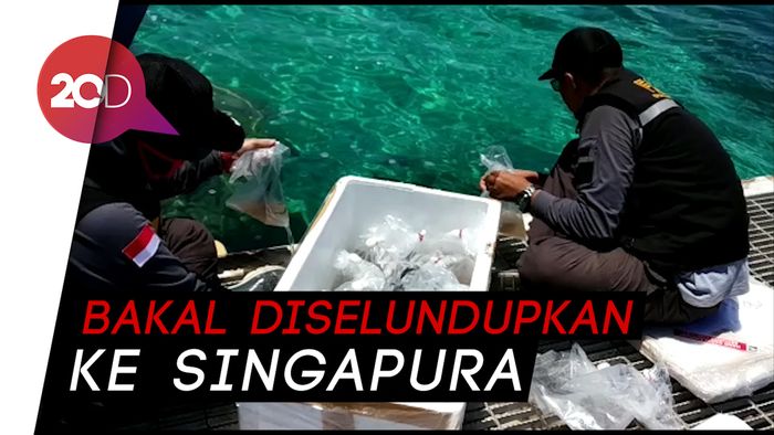 TNI AL Gagalkan Penyelundupan Baby Lobster Senilai Rp 46 M