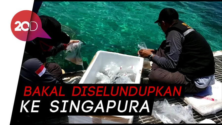 TNI AL Gagalkan Penyelundupan Baby Lobster Senilai Rp 46 M