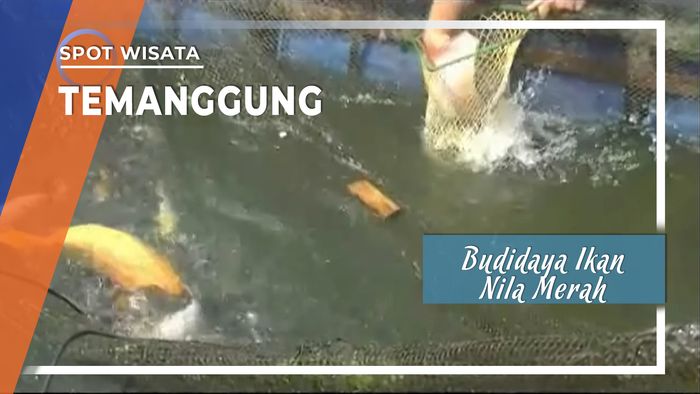 Budidaya Ikan Nila Merah dengan Keramba, Temanggung, Jawa Tengah