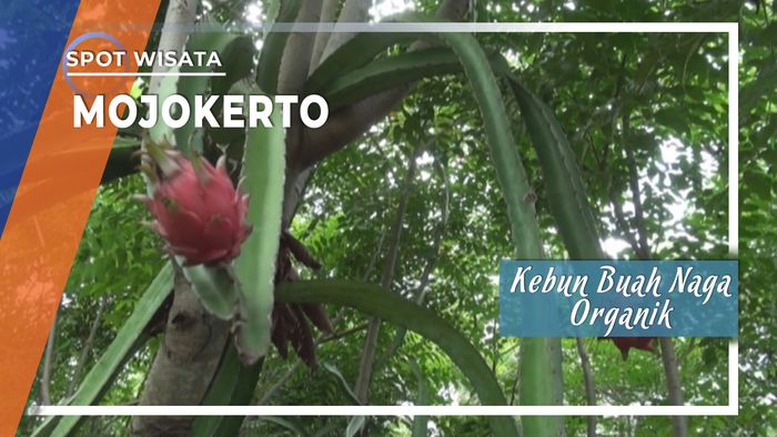 Mengunjungi Kebun Buah Naga Organik di Mojokerto, Jawa Timur