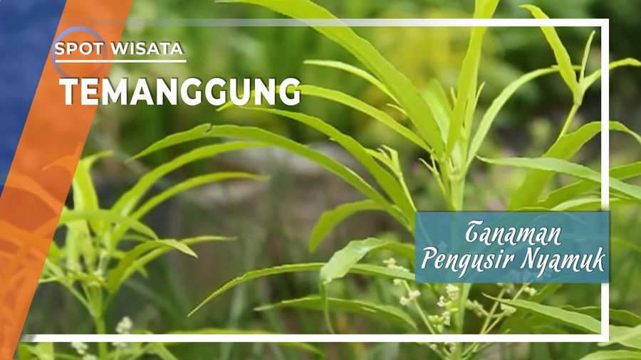 Tanaman Pengusir Nyamuk Temanggung