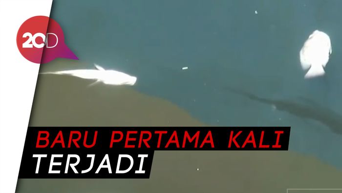 Kali Ancol Diduga Tercemar Limbah, Puluhan Ikan Mati Mendadak