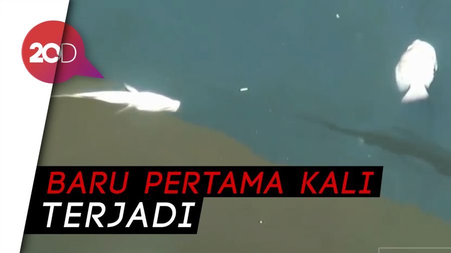 Kali Ancol Diduga Tercemar Limbah, Puluhan Ikan Mati Mendadak