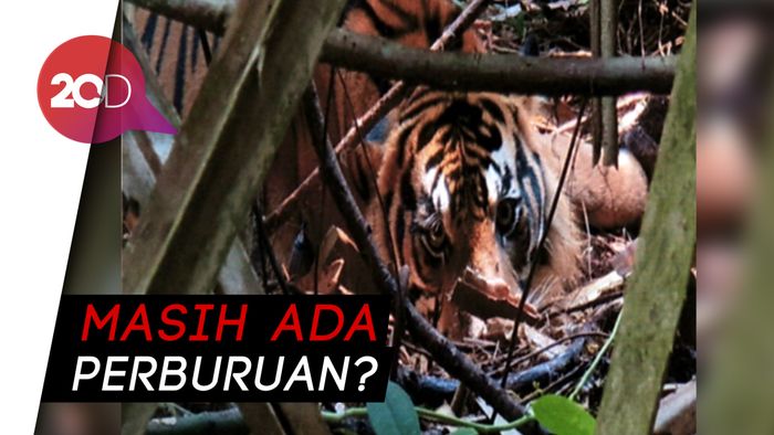 Evakuasi Harimau Sumatera yang Terjerat Kawat di Hutan Riau