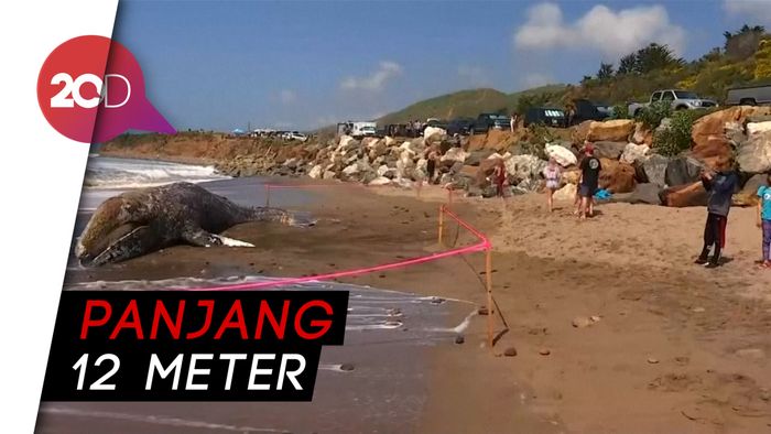 Paus Raksasa Mati Terdampar di Pantai California