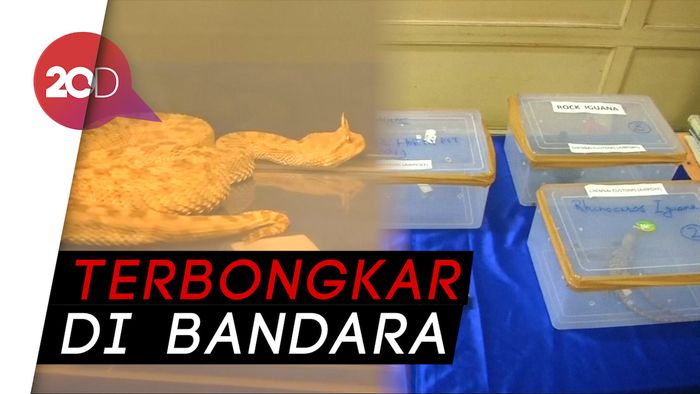 Ular Viper, Kura-kura Mesir Coba Diselundupkan di India