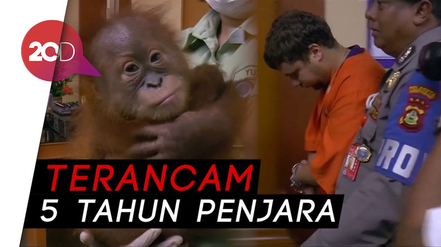  Selundupkan Bayi Orang Utan, WN Rusia Diciduk