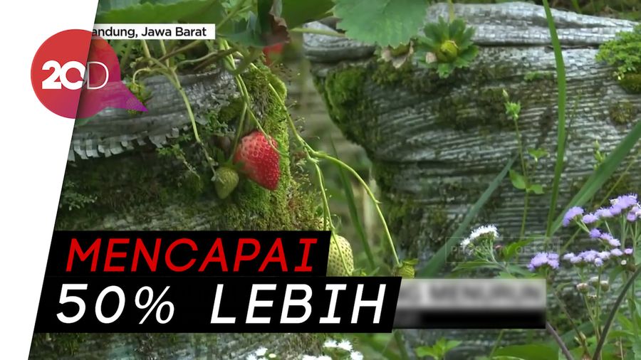 Lika-liku Penghasil Stroberi di Bandung yang Menurun Drastis