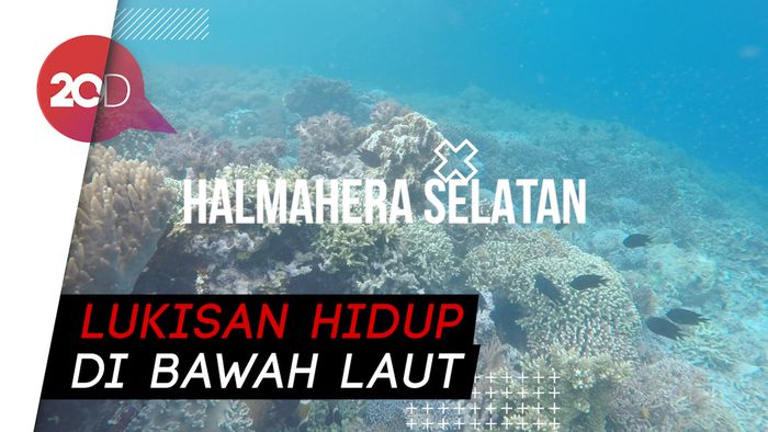 Menyelam Menyaksikan Keindahan Laut Halmahera Selatan