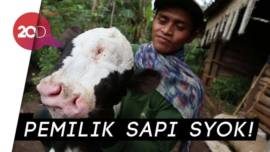 Aneh Tapi Nyata, Sapi Bermata 3 dan Hidungnya 2