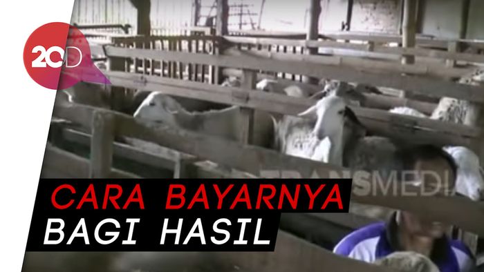 Gokil! Ada Apartemen Khusus Kambing di Situbondo