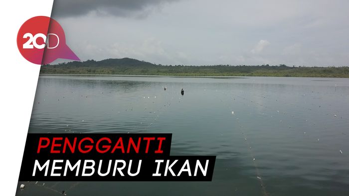 Rumput laut Harapan Baru Penghidupan Masyarakat Desa Laluin