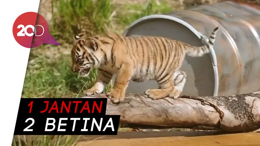 Lahir di Australia, 3 Harimau Sumatera Diberi Nama Unik