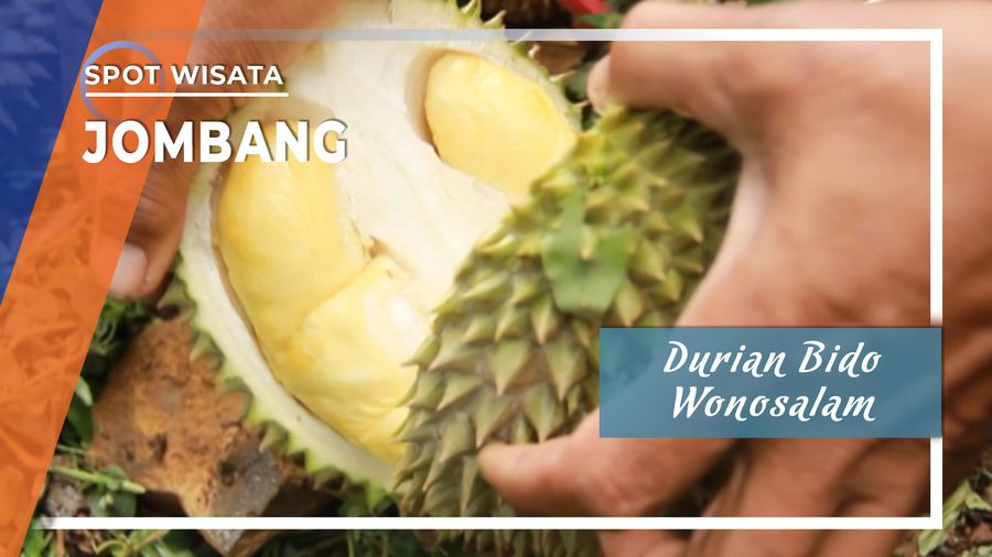 Durian Khas Wonosalam Paling Digemari Warga Jombang, Jawa Timur
