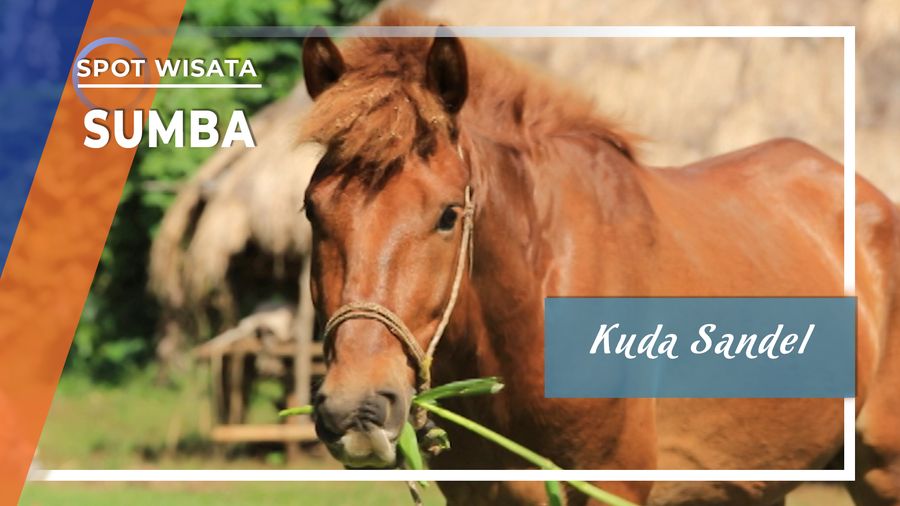 Sandel, Kuda Kecil Nan Tangguh, Asli Sumba Barat Daya, Nusa Tenggara Timur