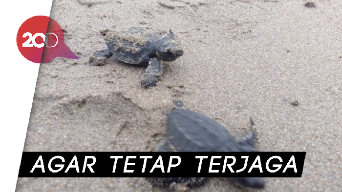Mahasiswa Aceh Lepas Penyu ke Laut Bangka