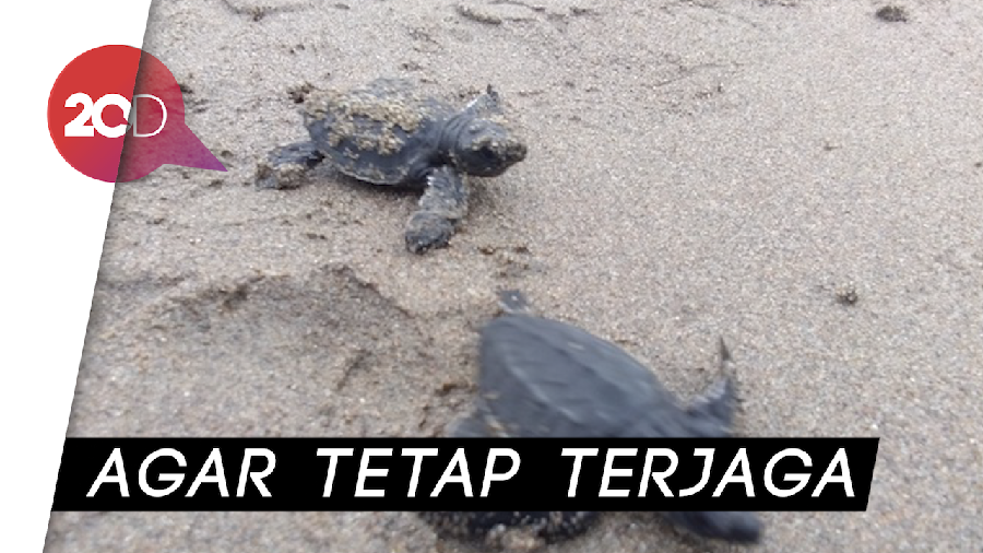 Mahasiswa Aceh Lepas Penyu ke Laut Bangka