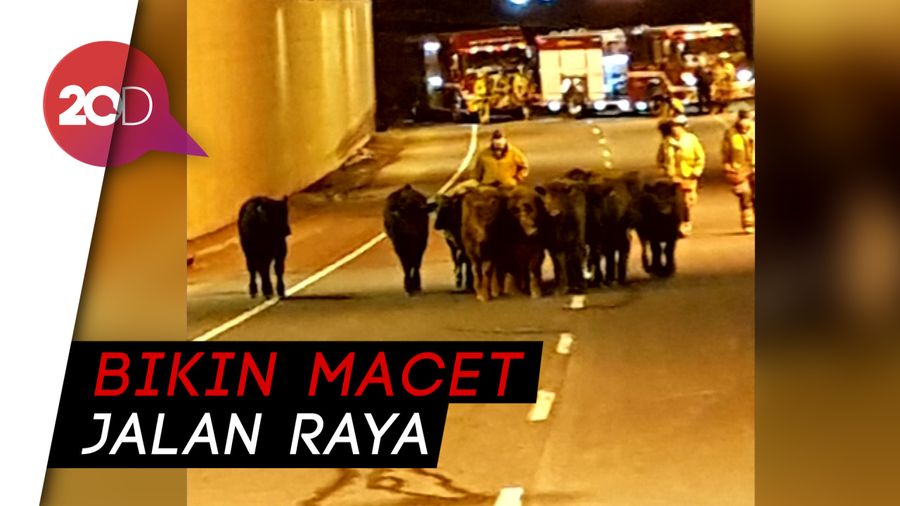 Truk Pengangkut Kecelakaan, Sapi Tumpah ke Jalan Raya