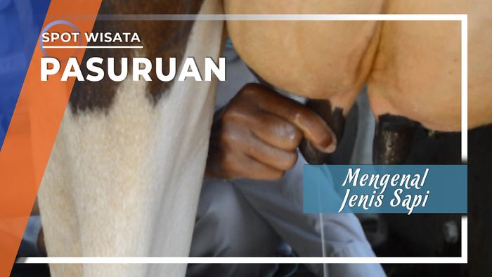 Wisata Edukasi Pengenalan Jenis Sapi di Pasuruan