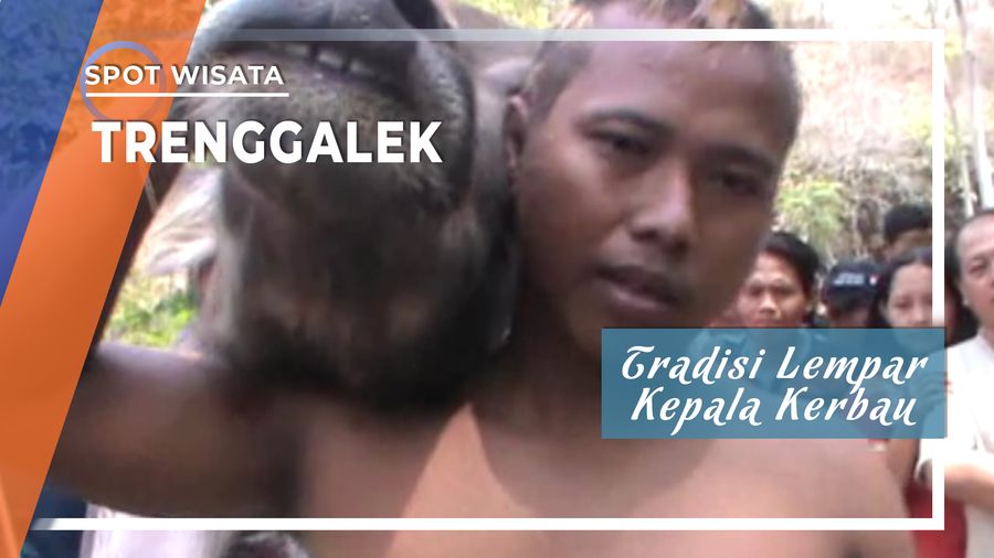 Tradisi Lempar Kepala Kerbau di Trenggalek Jawa Timur