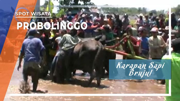 Karapan Sapi Brujul, Probolinggo