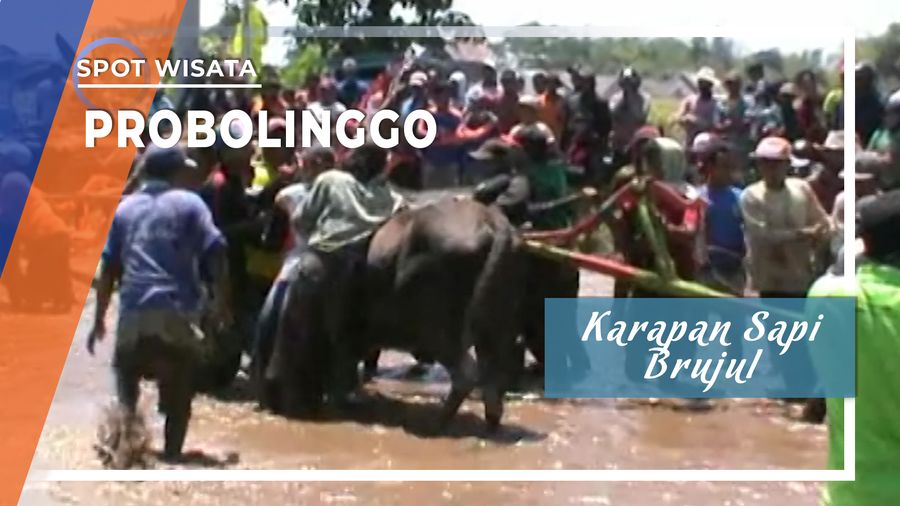 Karapan Sapi Brujul, Probolinggo