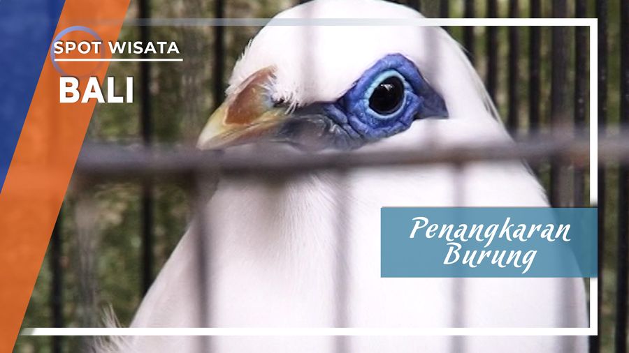 Penangkaran Burung Endemik Ubud Bali