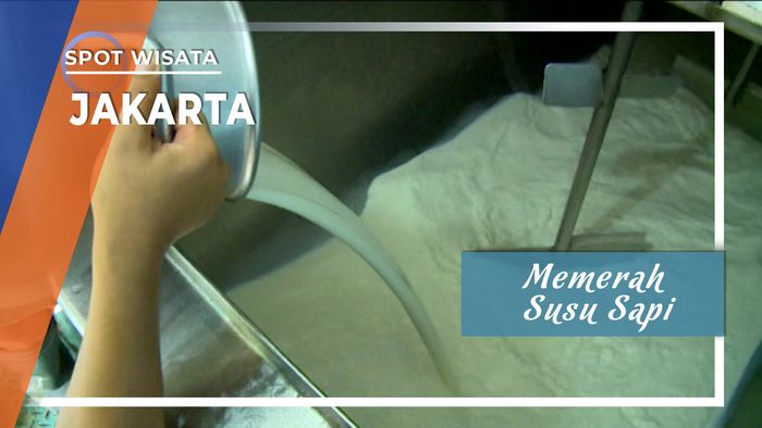 Proses Memerah Susu Sapi Hingga Menjadi Susu Murni dan Siap untuk Dipasarkan