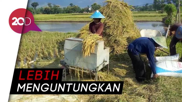 Buruh Tani Ponorogo Tak Diupah Uang, Tapi dengan Gabah