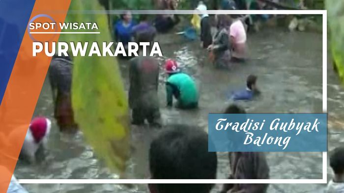 Tradisi Gubyak Balong, Tangkap Ikan dengan Tangan Kosong di Purwakarta