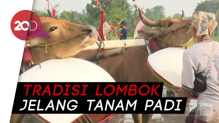 Malean Sampi, Warisan Nenek Moyang Pengikat Tali Silaturahmi 