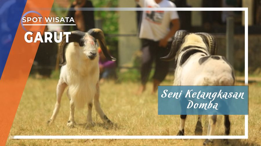 Memandikan dan Membuatkanya Jamu menjadi Bagian Unik Ketangkasan Domba Garut