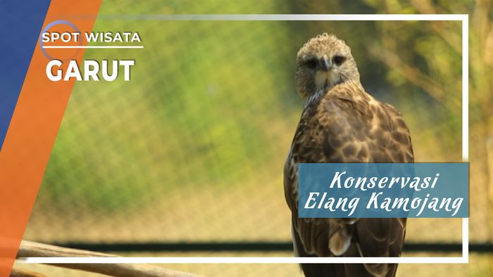 Konservasi Elang Kamajong, Garut