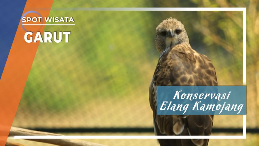 Konservasi Elang Kamajong, Garut