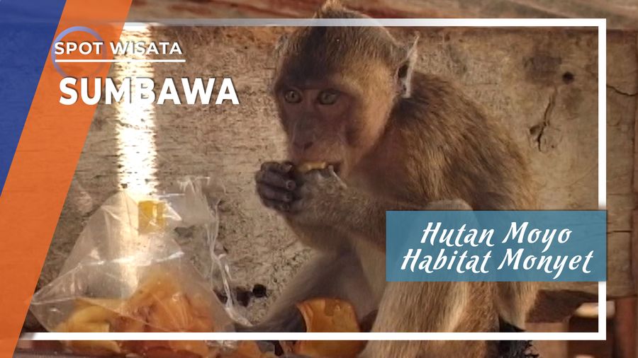  Hutan Moyo Habitat Monyet Ekor Panjang, Sumbawa