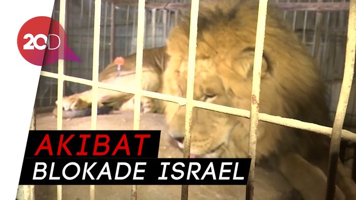 Kondisi Parah! Hewan-hewan di Kebun Binatang Gaza Dievakuasi