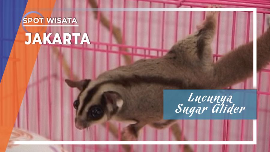 Lucunya Hewan Sugar Glider