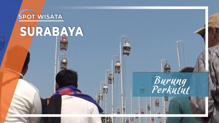 Burung Perkutut Surabaya