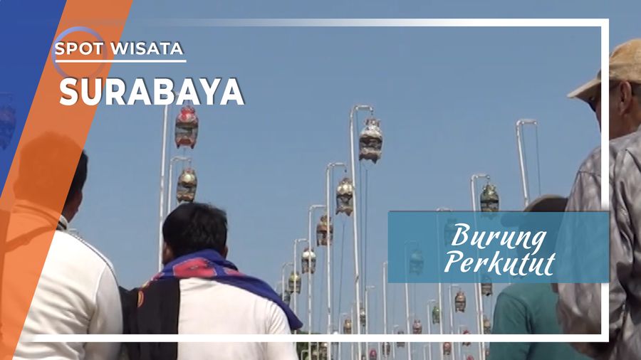 Burung Perkutut Surabaya