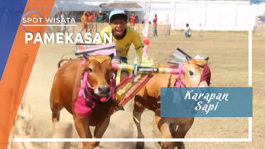 Karapan Sapi, Perlombaan Sapi yang Mendunia