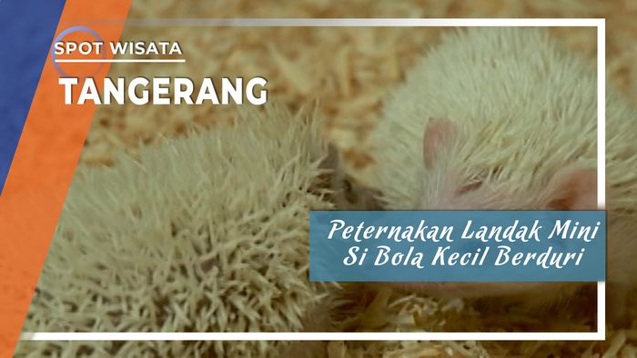Landak Mini, Si Bola Kecil Berduri dari Ciputat , Tangerang Selatan