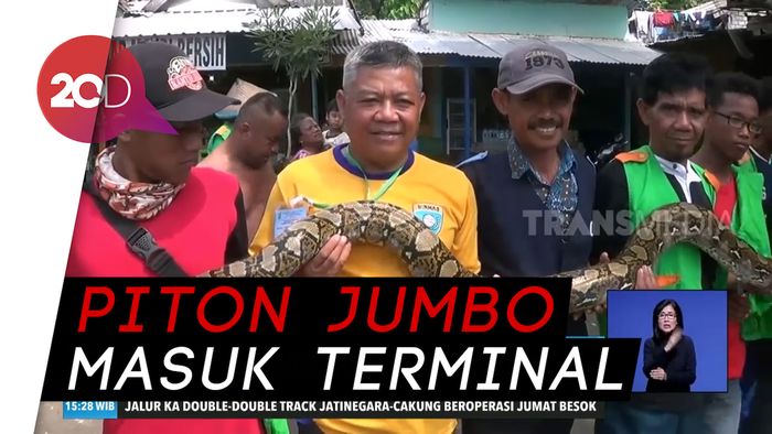 Bikin Resah! Piton Sepanjang 4 Meter Akhirnya Ditangkap