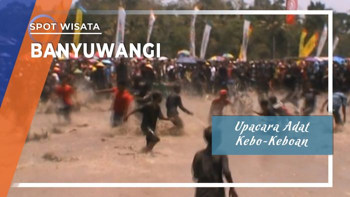 Rebutan Benih Padi pada Ritual Kebo-Keboan di Desa Alas Malang, Banyuwangi