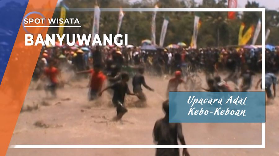 Rebutan Benih Padi pada Ritual Kebo-Keboan di Desa Alas Malang, Banyuwangi