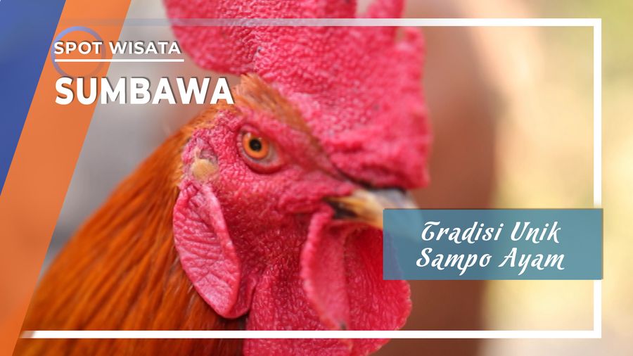 Sampo Ayam, Tradisi Unik Desa Kalabeso, Buer, Sumbawa, Nusa Tenggara Timur