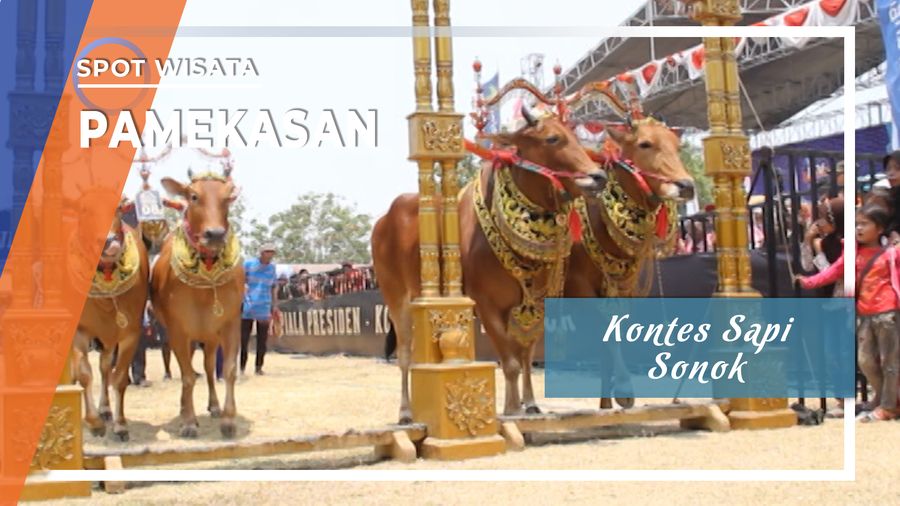 Kontes Sapi Sonok, Pamekasan