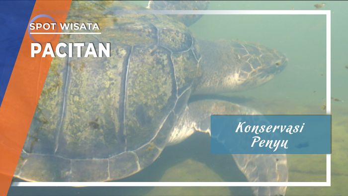 Konservasi Penyu, Pacitan