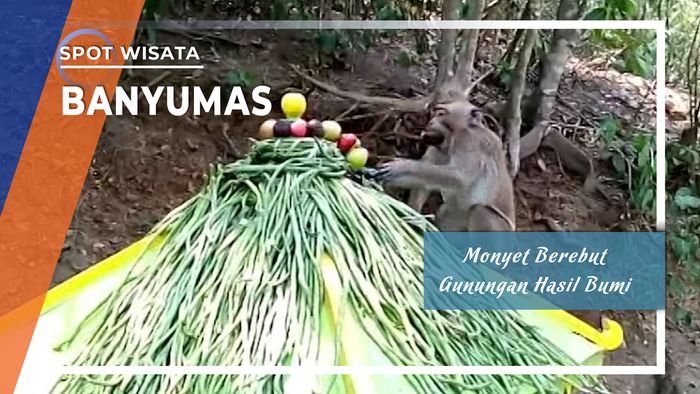 Monyet Berebut Gunungan Hasil Bumi Banyumas