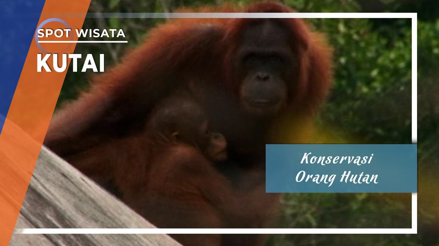 Konservasi Orang Utan Kutai Kartanegara 